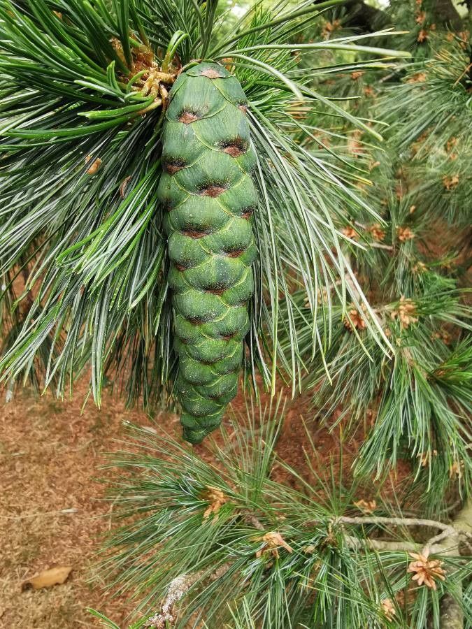 Pinus peuce fruit