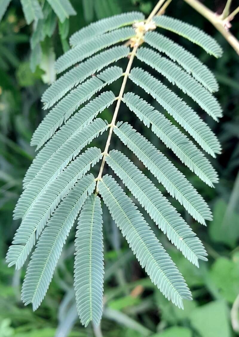 Senegalia tucumanensis — houseplant care guide