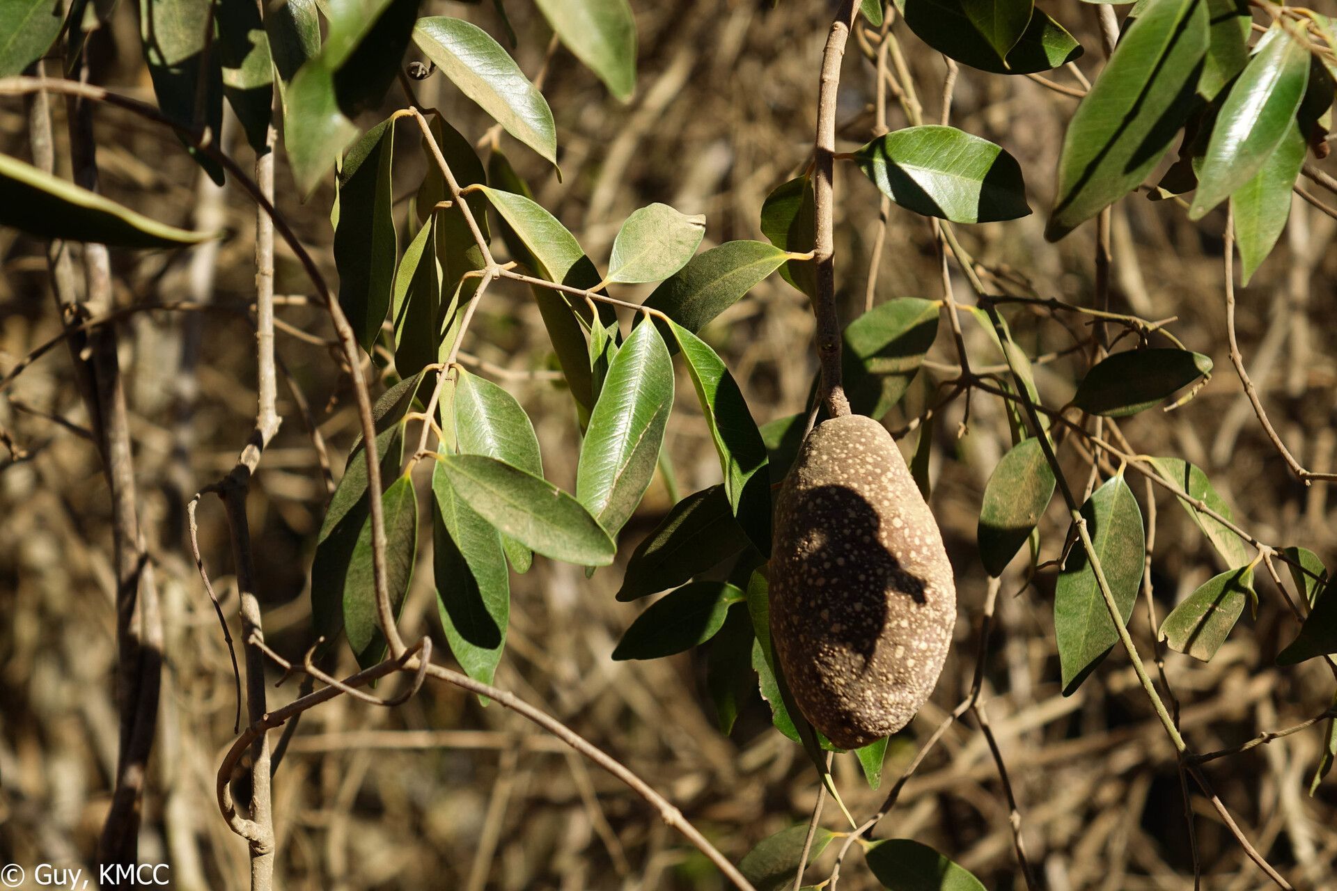 Landolphia myrtifolia fruit