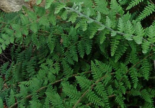 Hemionitis lanosa — search result for 'Hemionitis'