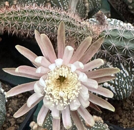 Acanthocereus oaxacensis flower