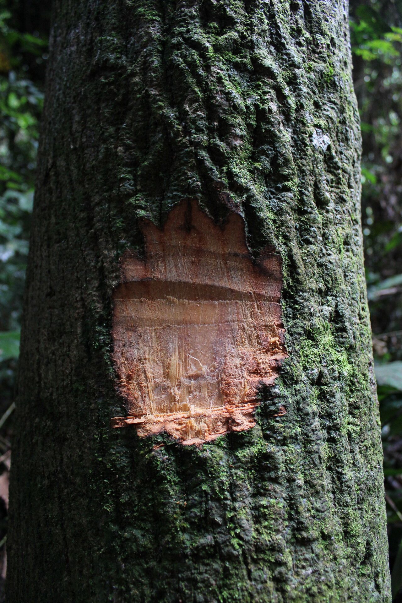 Duguetia barteri bark