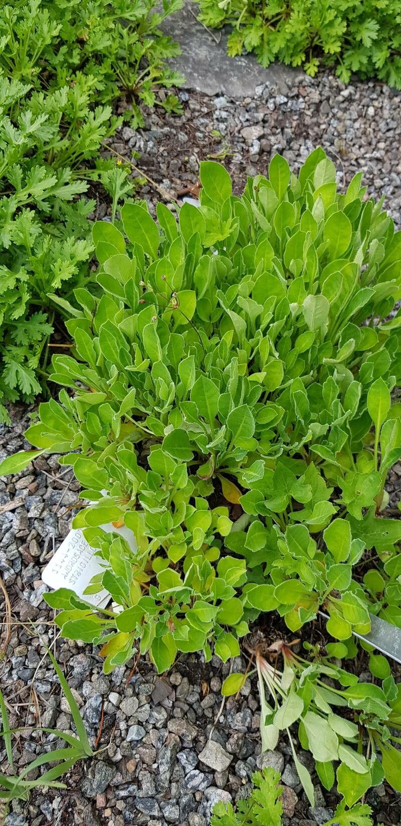 Androsace strigillosa habit