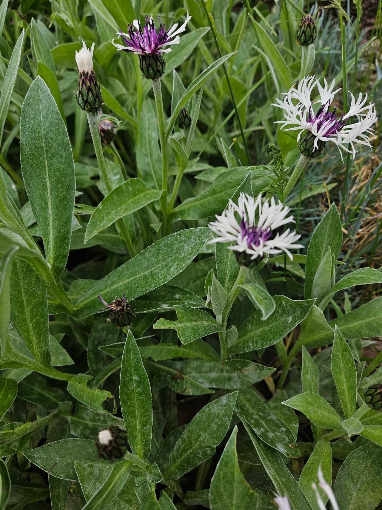 Centaurea lugdunensis habit
