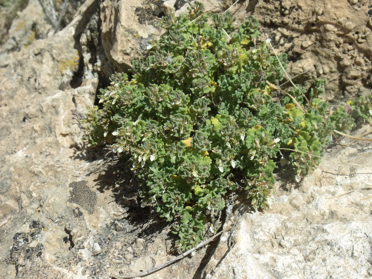 Teucrium ramosissimum — search result for 'Teucrium'