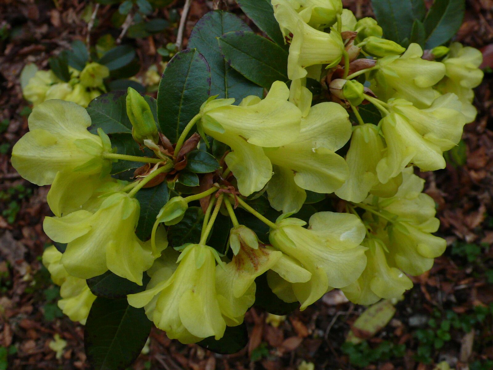 Rhododendron luteiflorum flower
