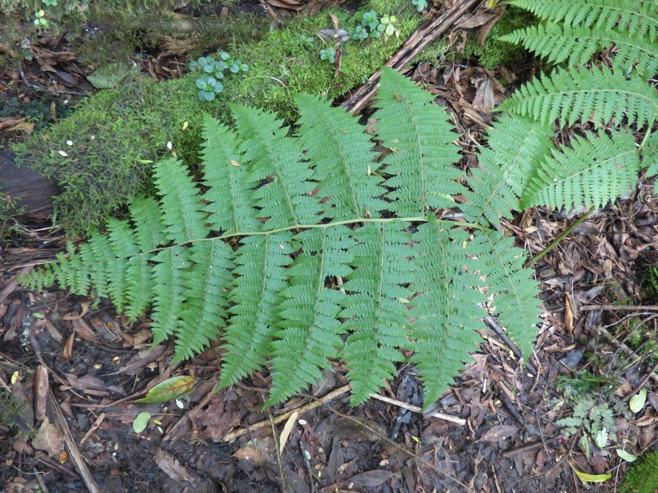 Deparia boryana — related species from the same genus