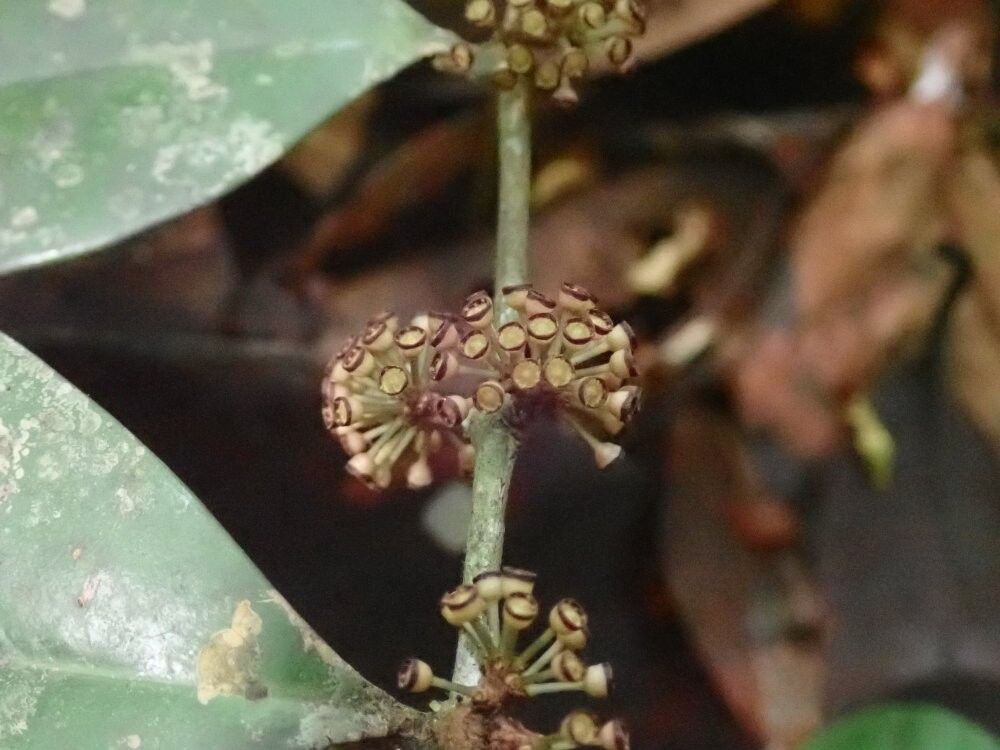 Memecylon viride — houseplant care guide