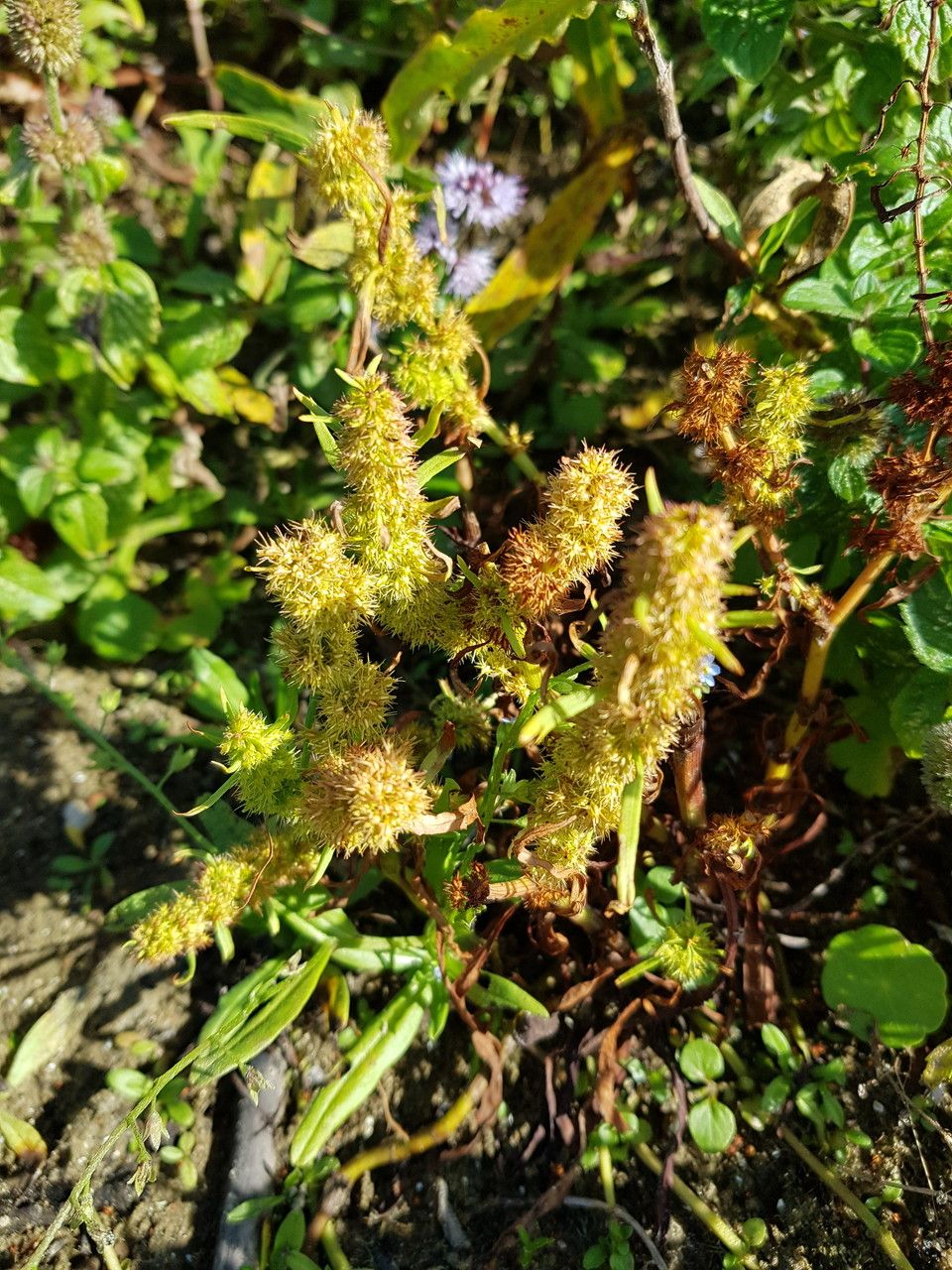Rumex maritimus flower
