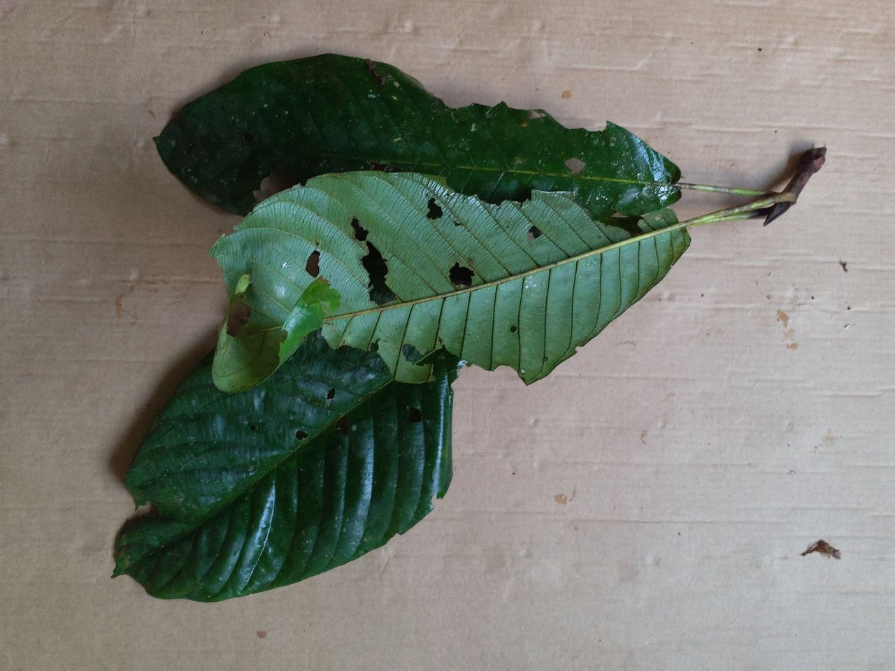 Duroia aquatica leaf