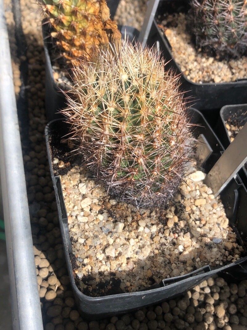 Coryphantha echinus — search result for 'Mammillaria'