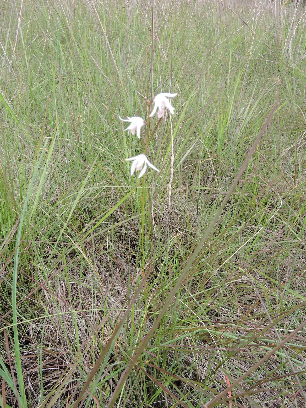 Eulophia trilamellata habit