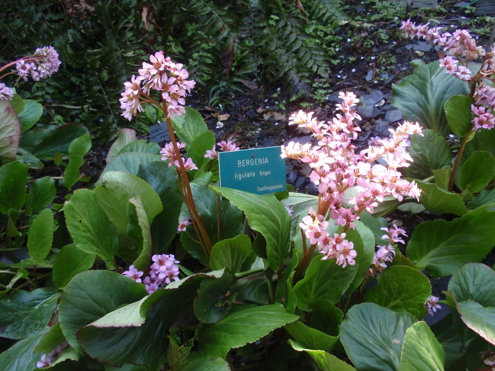 Bergenia ligulata habit