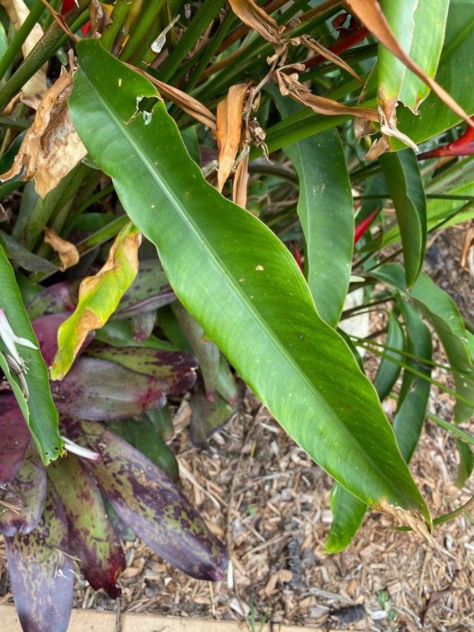 Heliconia farinosa leaf