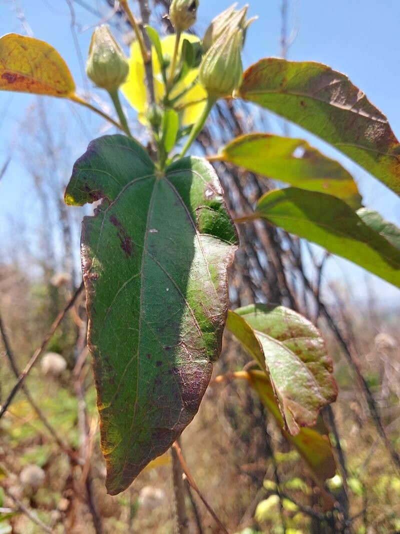 Hibiscus bernieri — search result for 'Hibiscus'