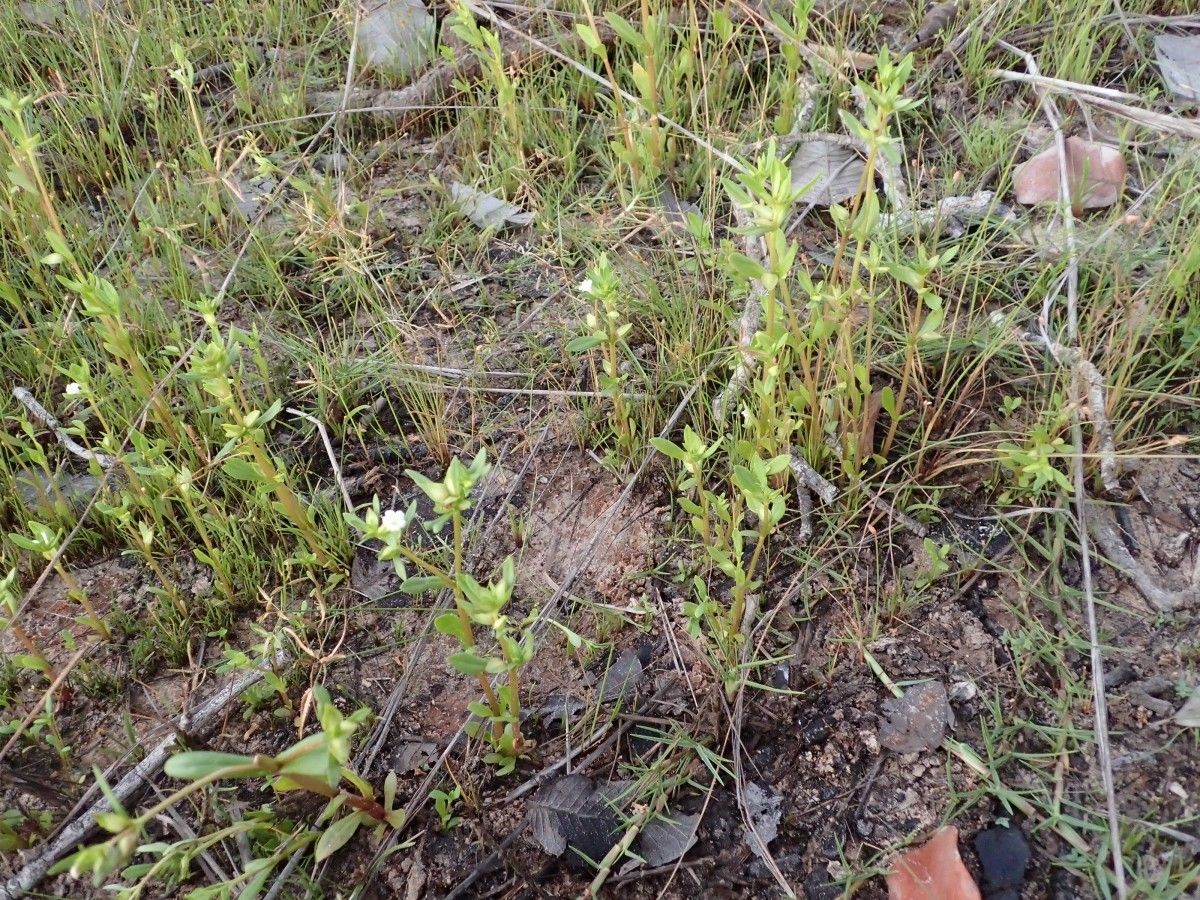 Bacopa crenata habit