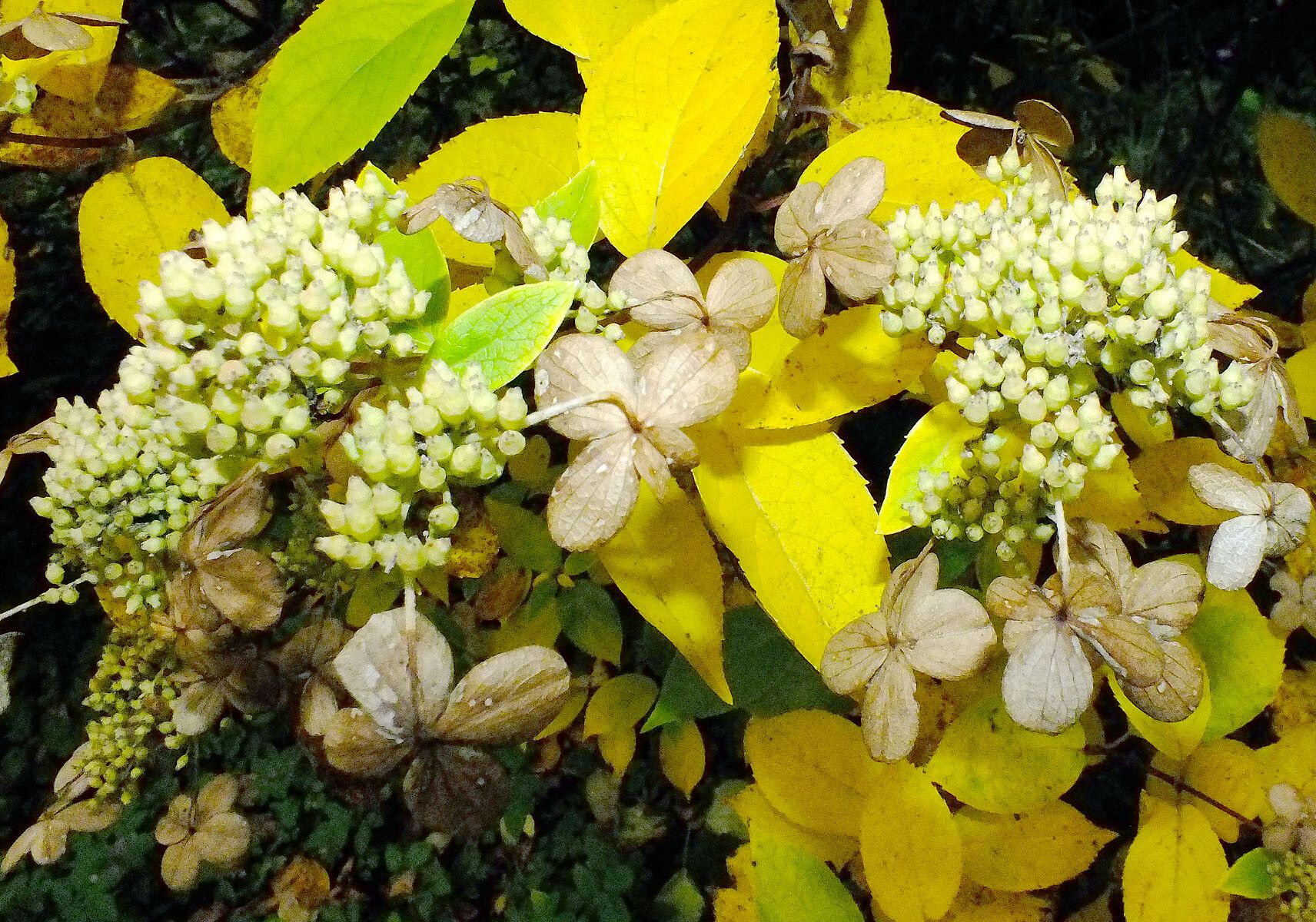 Hydrangea cinerea fruit