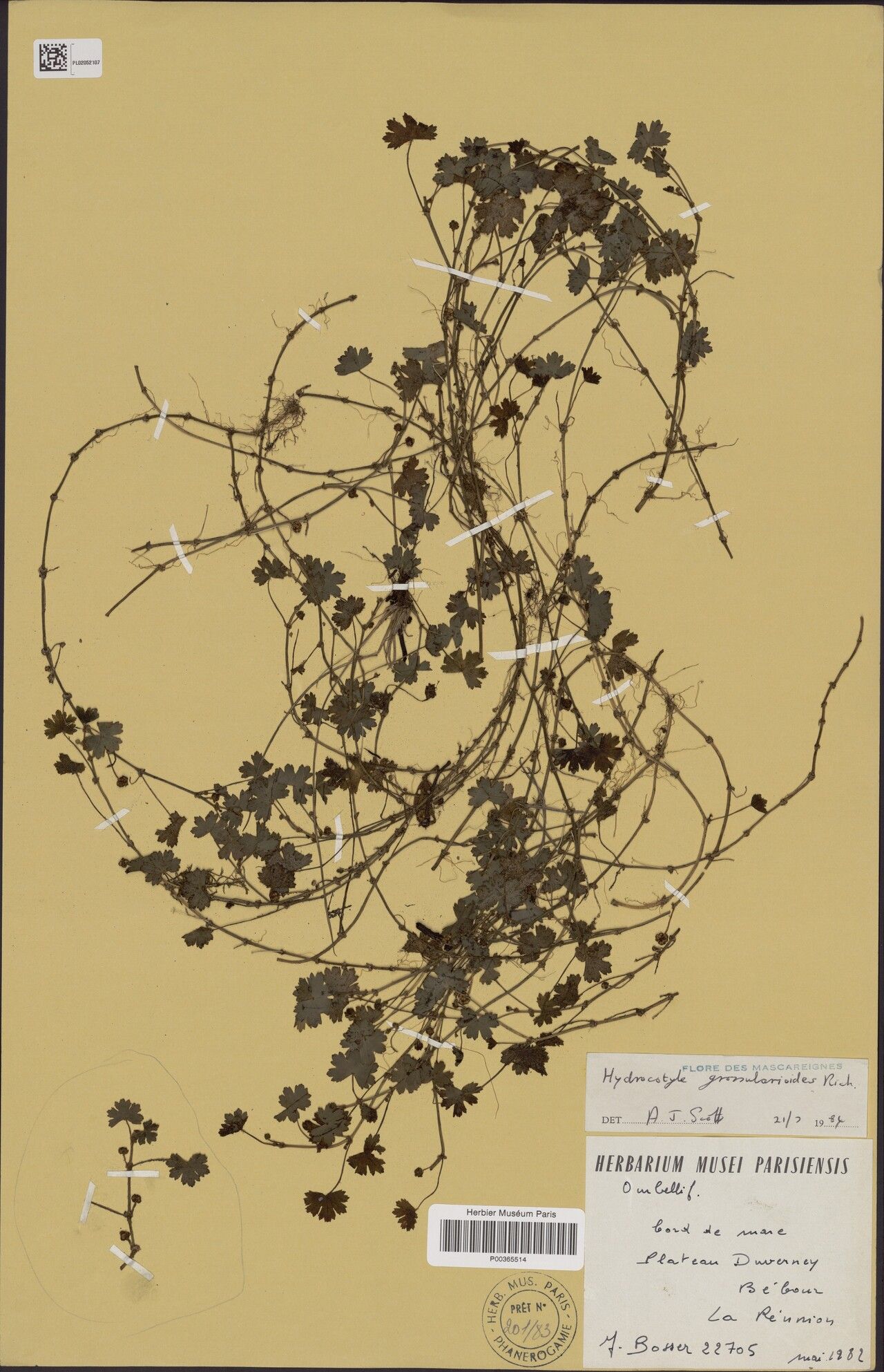 Hydrocotyle grossularioides — search result for 'Hydrocotyle'