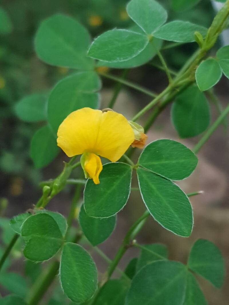 Goodia lotifolia — houseplant care guide