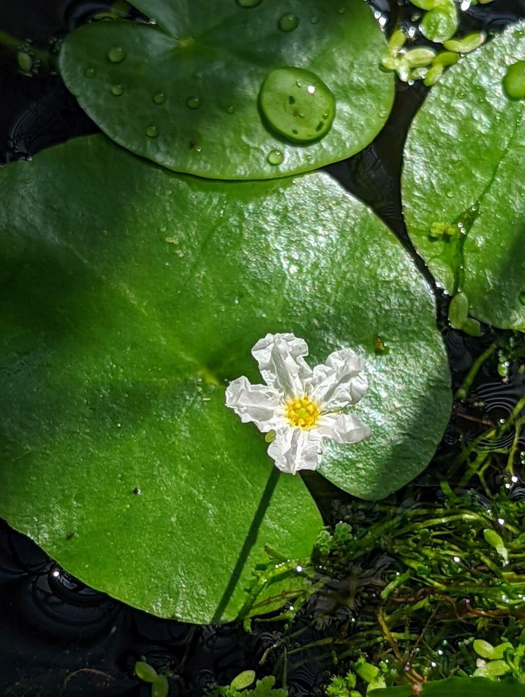 Nymphoides ezannoi flower