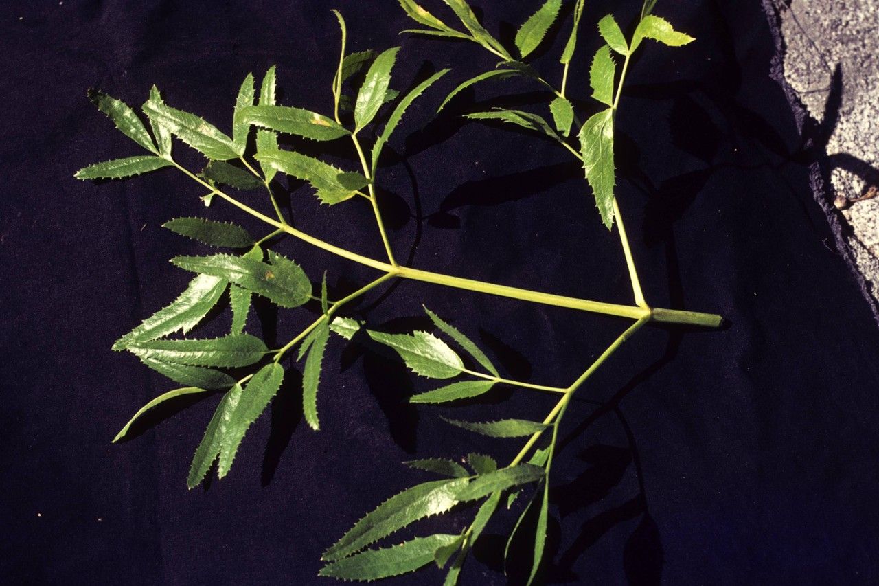 Oxypolis occidentalis habit