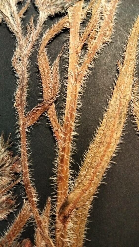 Anchusa leptophylla bark