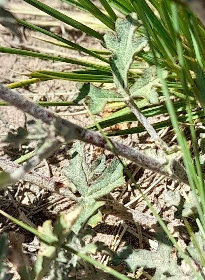 Sphaeralcea crispa leaf