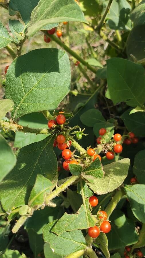 Solanum jamaicense fruit