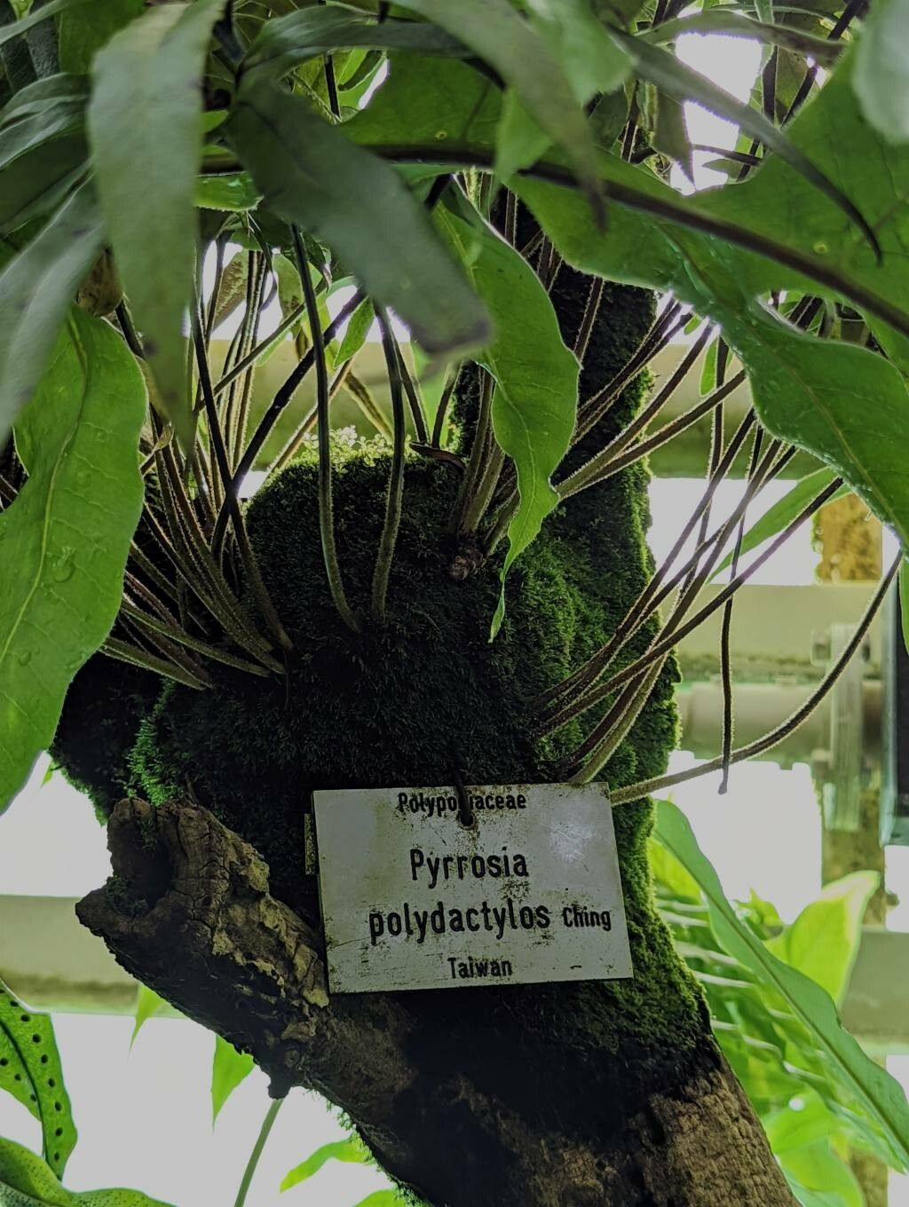 Pyrrosia polydactyla bark