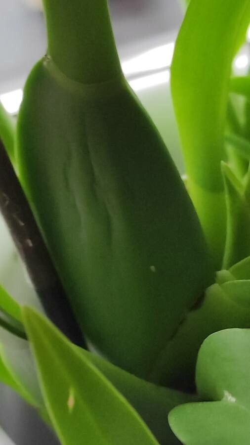 Brassia caudata bark