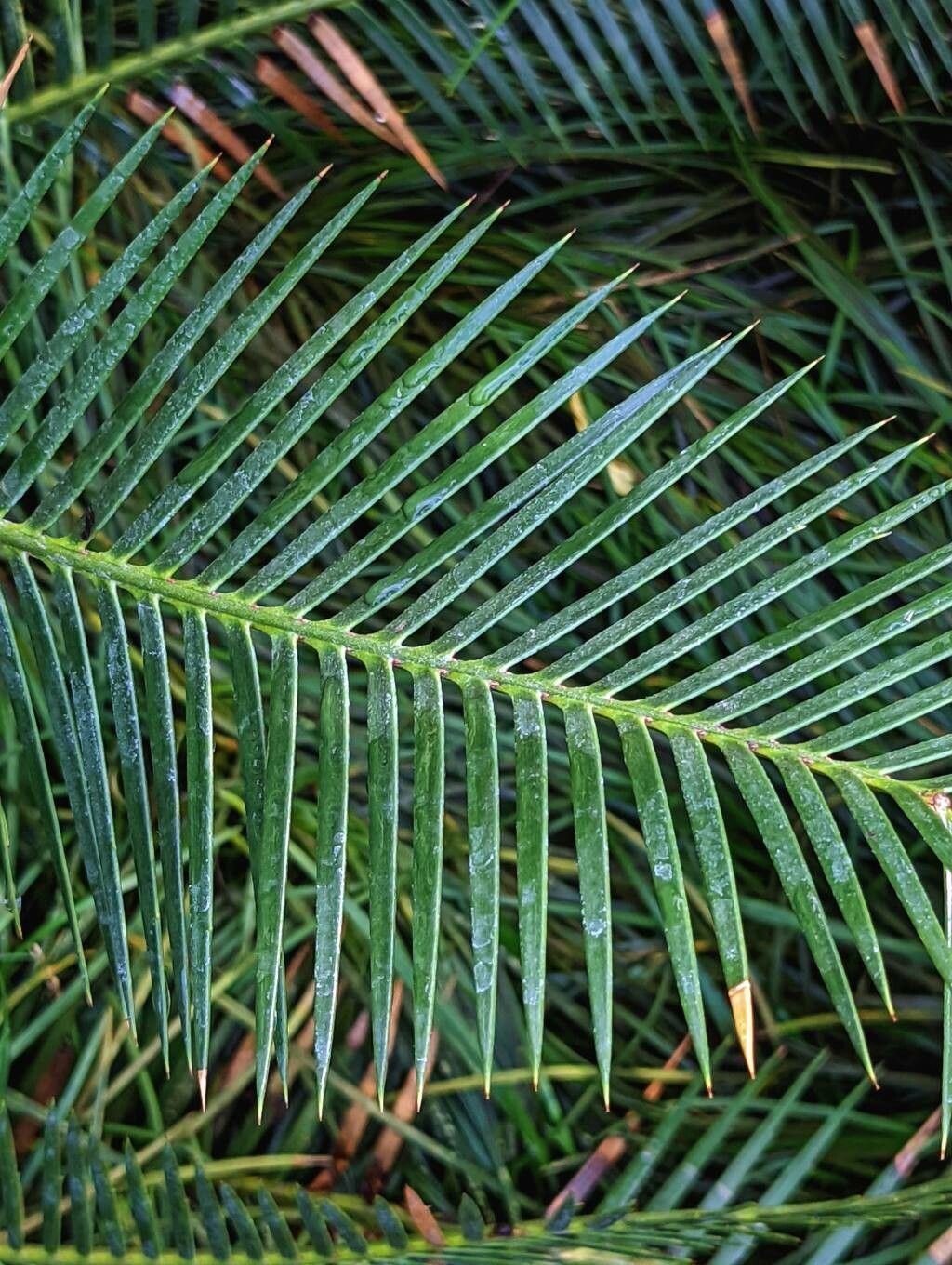 Dioon caputoi — related species from the same genus