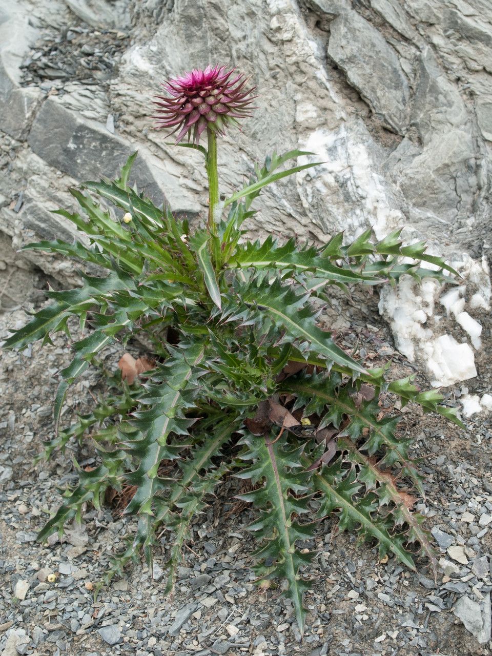 Carduus thoermeri — search result for 'Carduus'