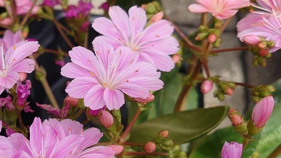Lewisia congdonii flower
