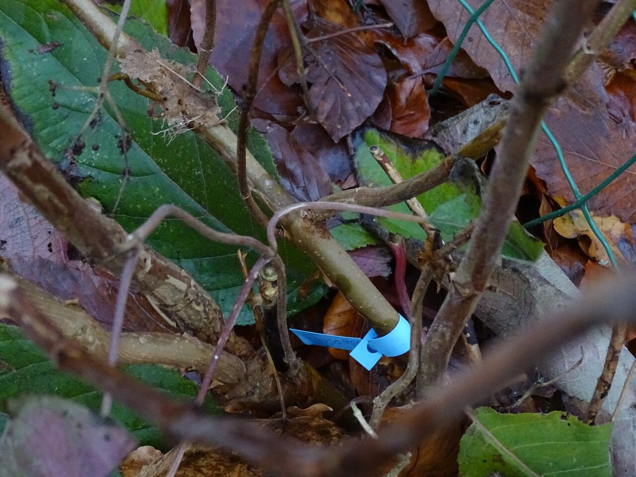 Hydrangea aspera bark