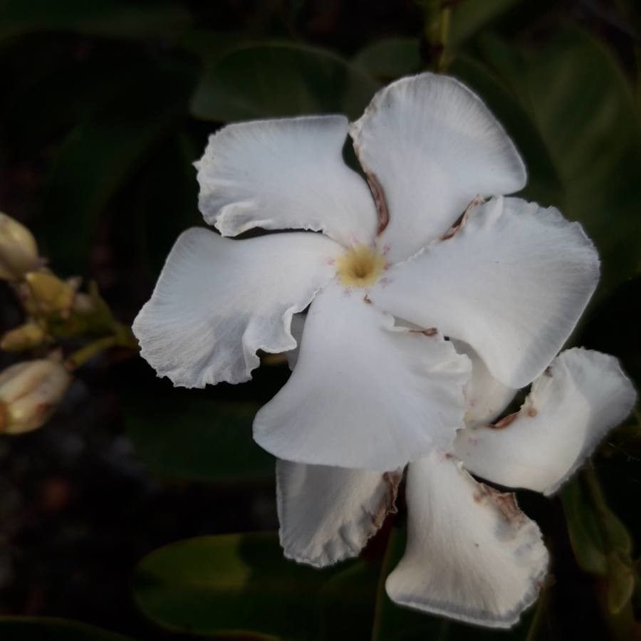 Cerberiopsis obtusifolia — houseplant care guide