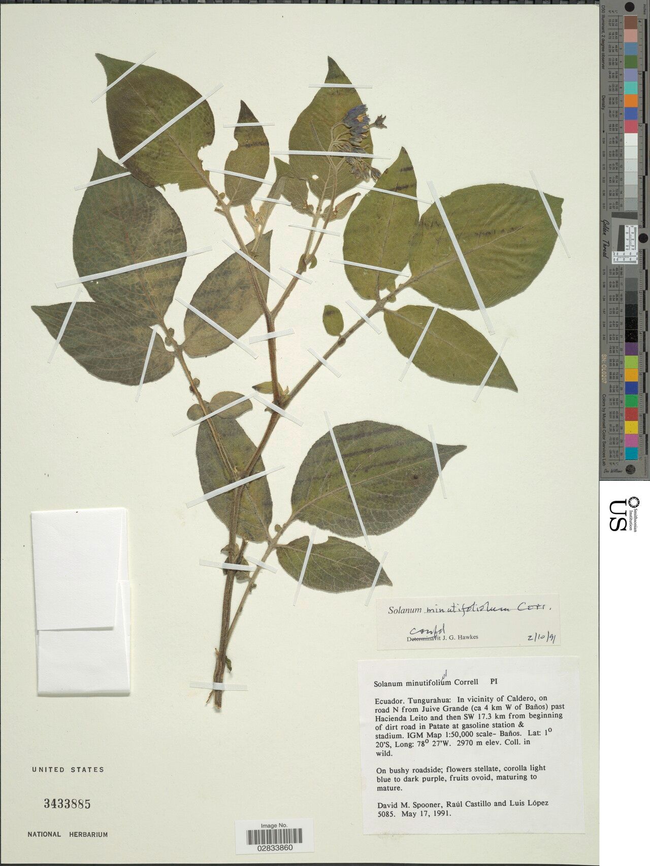 Solanum minutifoliolum — houseplant care guide