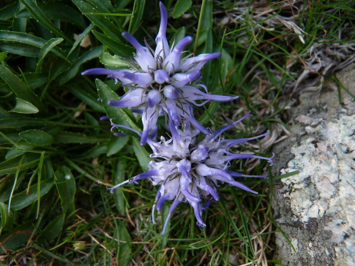 Phyteuma serratum flower