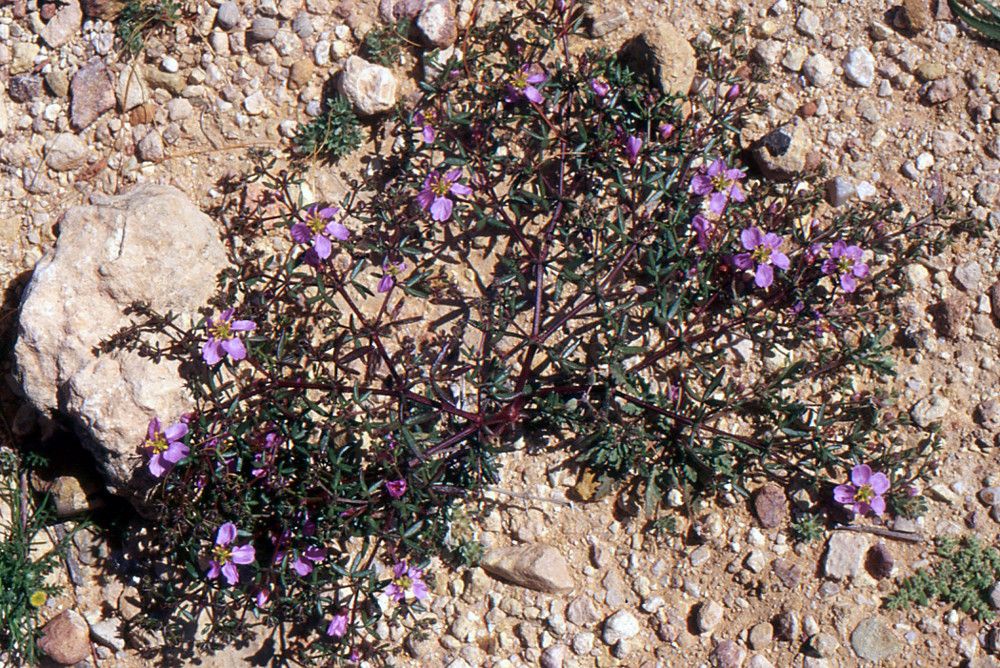 Fagonia glutinosa habit