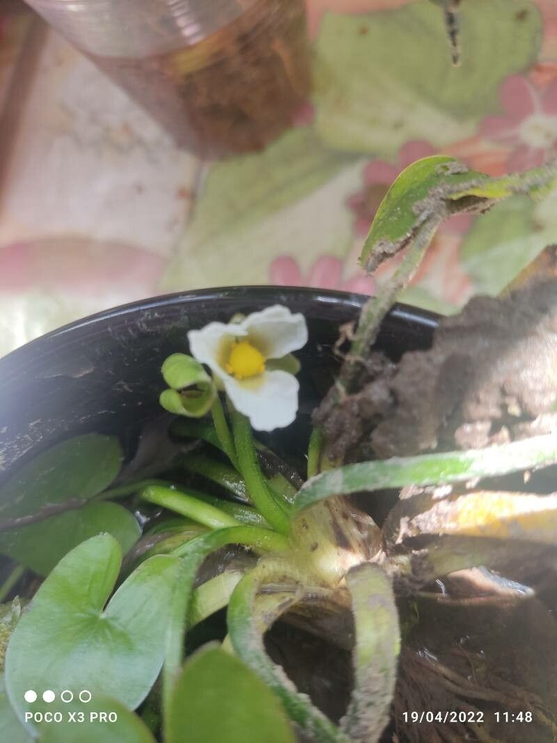 Sagittaria guayanensis flower