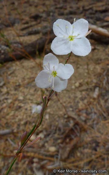Gayophytum eriospermum — related species from the same genus