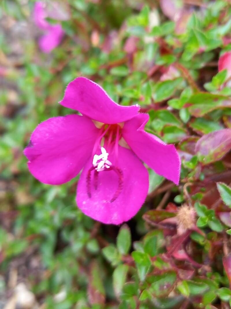 Heterocentron elegans flower