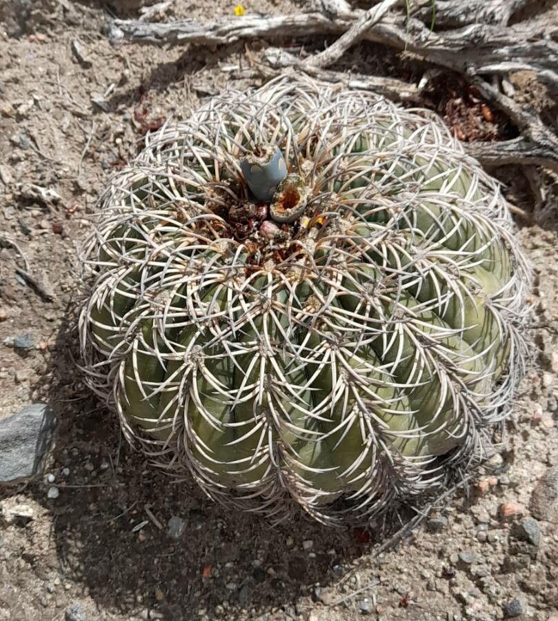 Gymnocalycium spegazzinii habit