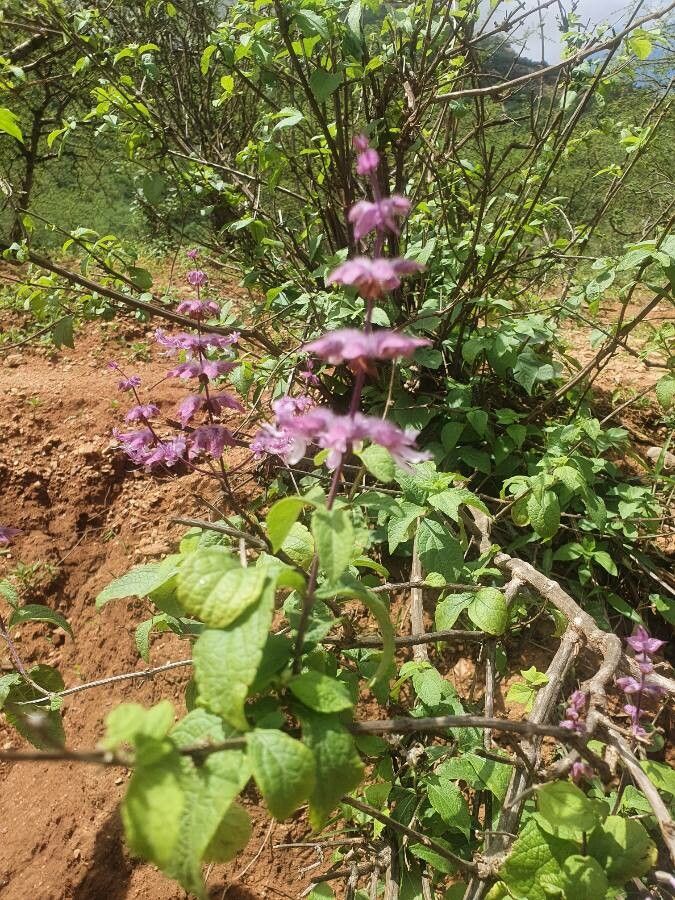 Ocimum spectabile — search result for 'Ocimum'