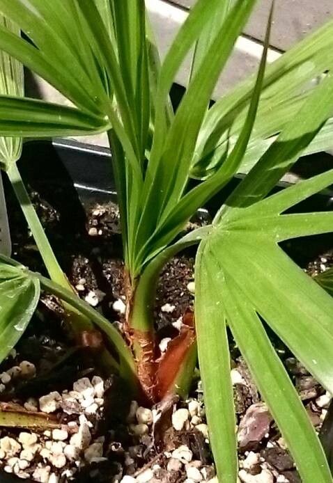 Brahea moorei — search result for 'Brahea'