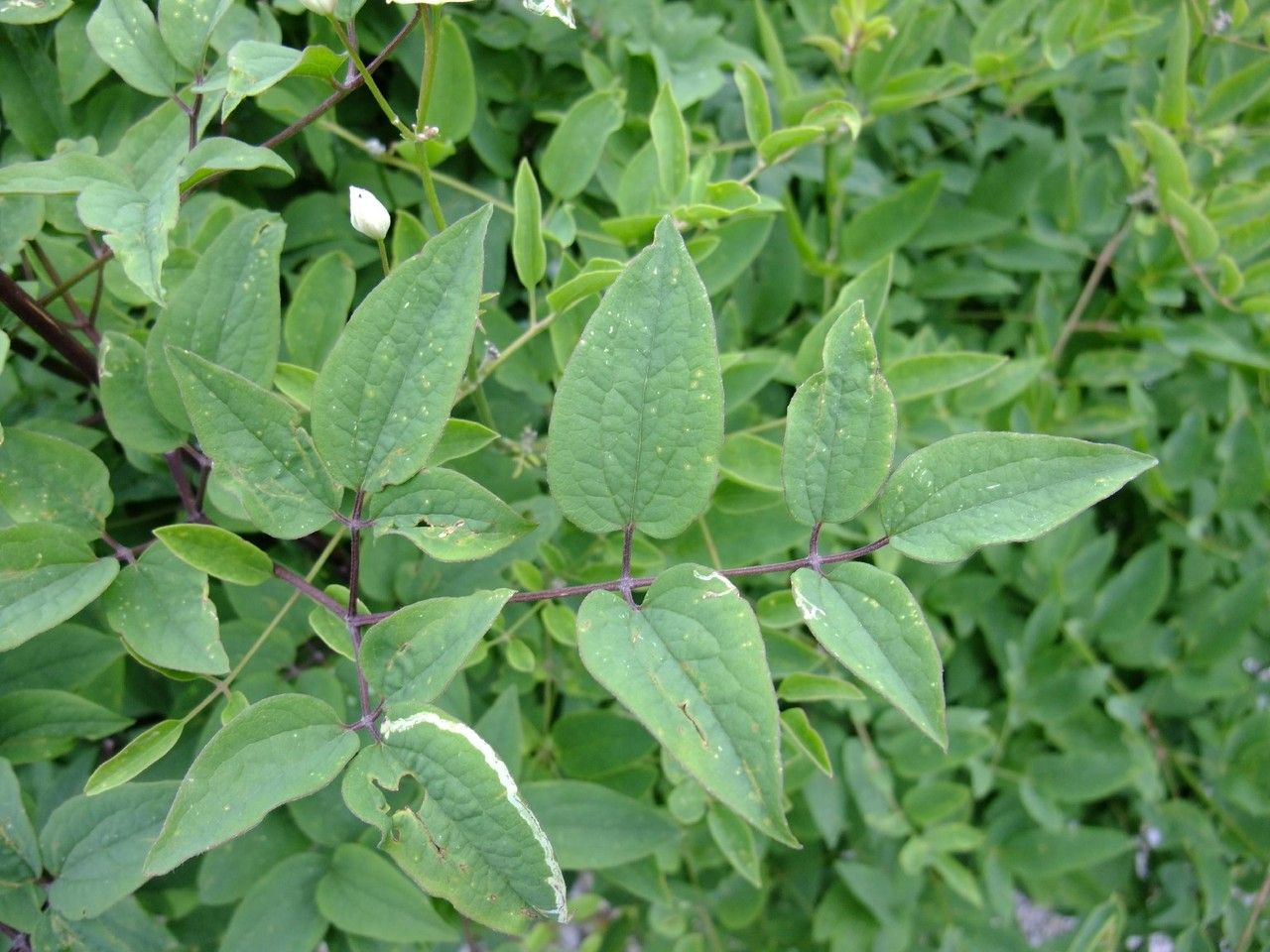 Clematis hirsutissima — search result for 'Clematis'