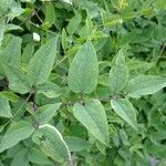 Clematis hirsutissima