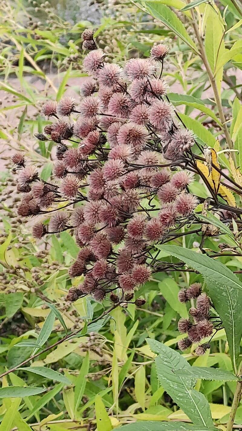 Veronica crinita fruit