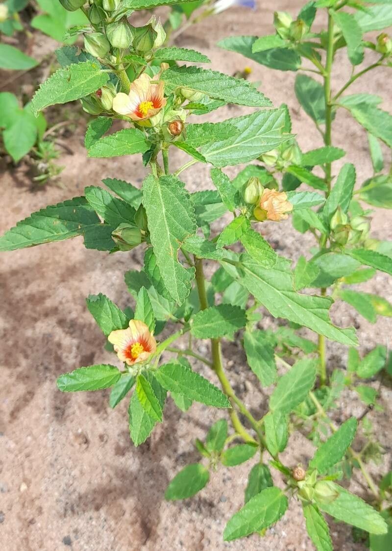 Sida poeppigiana habit