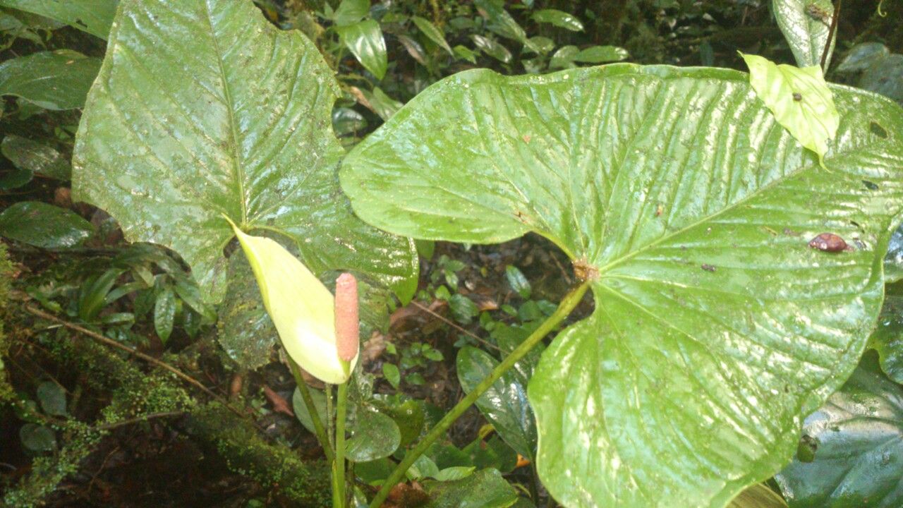 Anthurium formosum — search result for 'Nicaragua'