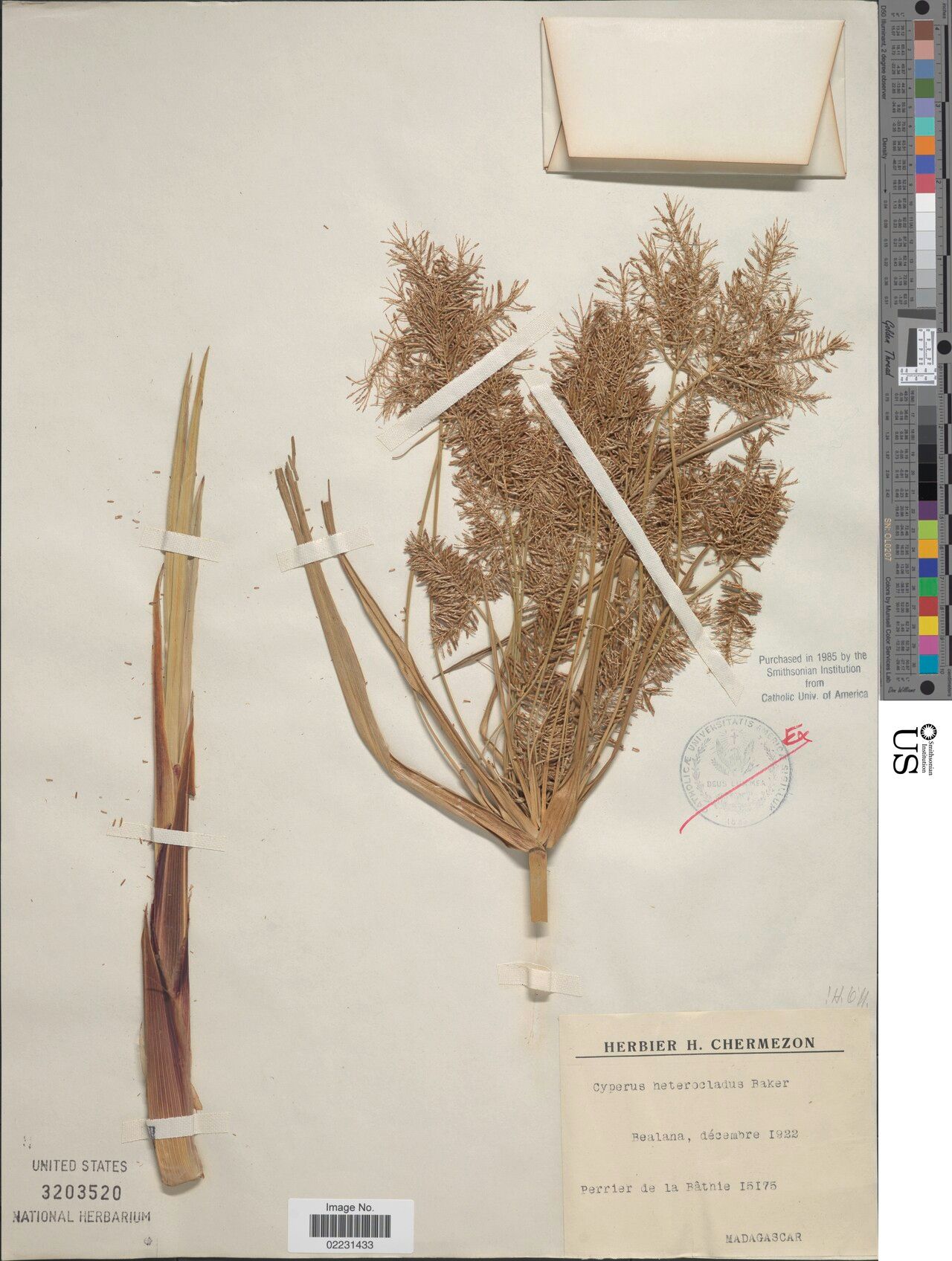 Cyperus heterocladus — houseplant care guide